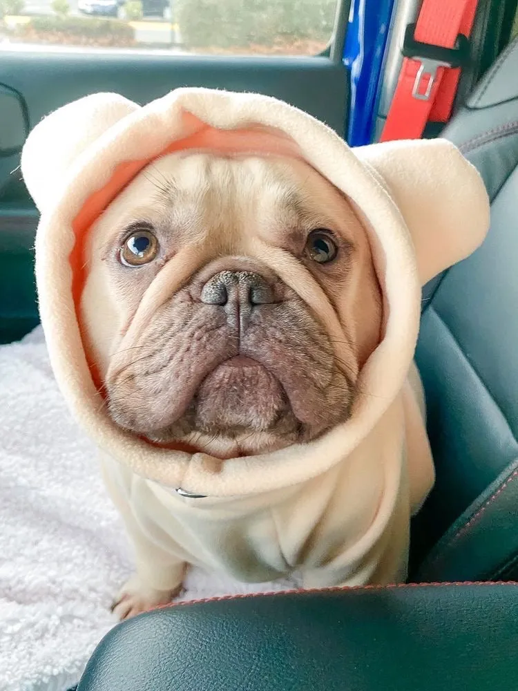 Frenchiestore Organic Dog Frenchie Ear Hoodie | Polar Bear