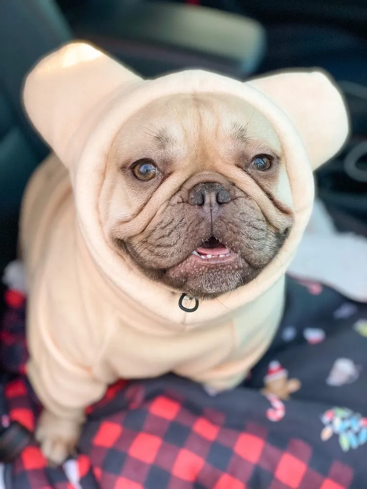 Frenchiestore Organic Dog Frenchie Ear Hoodie | Polar Bear
