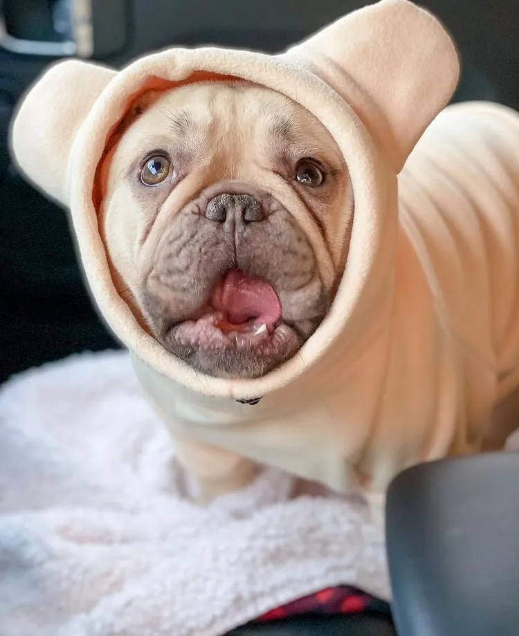 Frenchiestore Organic Dog Frenchie Ear Hoodie | Polar Bear